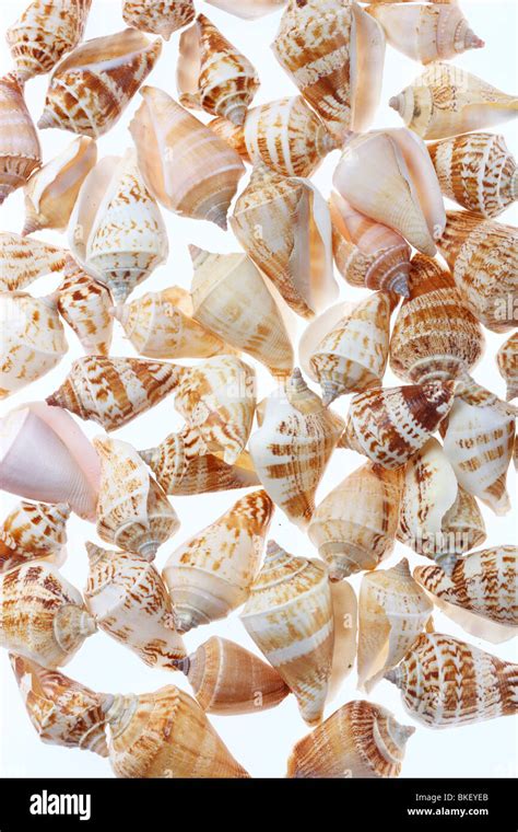 shell bivalve shell stock photo alamy