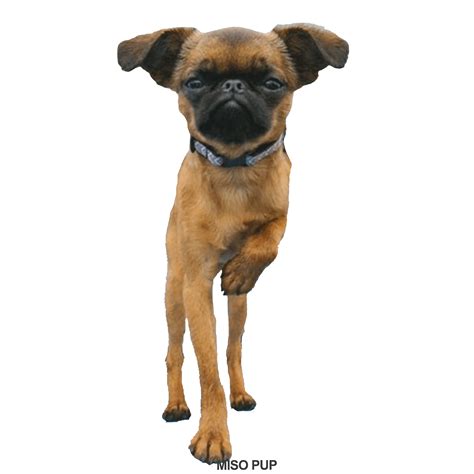 Dancing Dog Gif Wallpaper at Lynda Higgins blog