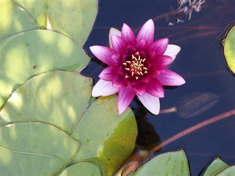 Benefits Of Water Lily Flower | Best Flower Site