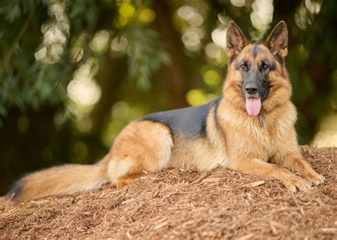 A Complete Guide to German Shepherd: History, Characteristics, and Care - Barklopedia