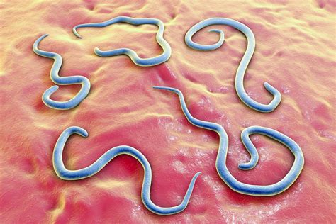 Common Bugs and Parasites Found on and Inside Dogs