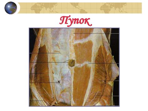 Основы топографической анатомии - online presentation