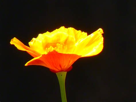 Free Images : blossom, flower, petal, bloom, color, colorful, yellow