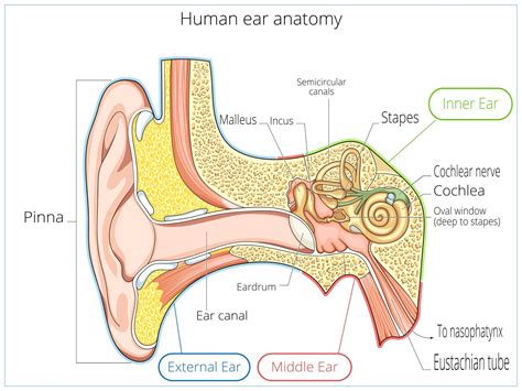 Inner Ear Drawing at GetDrawings | Free download