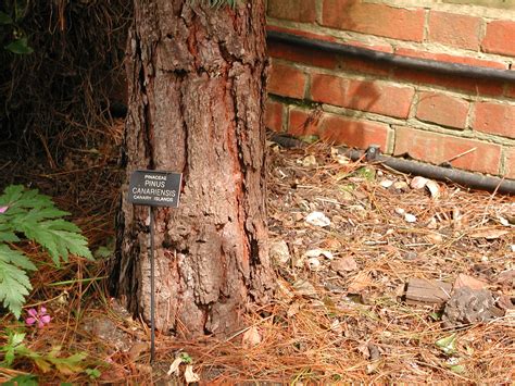 Chelsea Physic Garden (London) - Visitor Information & Reviews