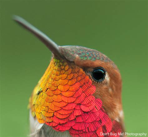 vivid hummingbird close ups reveal  incredible beauty journeys
