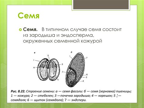 Плоды и семена - презентация онлайн