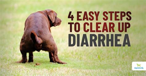home remedy   give  dog  diarrhea dogs naturally