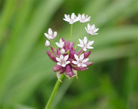 Wild Onion - Pentax User Photo Gallery