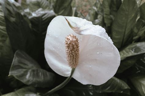 is a peace lily plant poisonous to cats