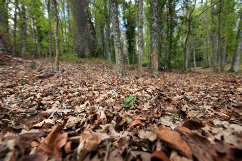 Foresta Umbra | Gargano Ok