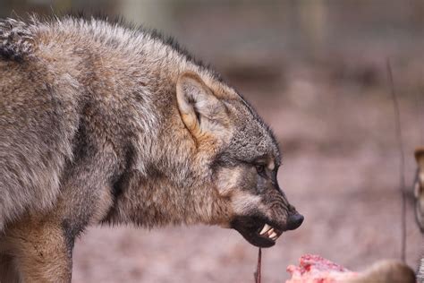 Wolf | HanliHanifah