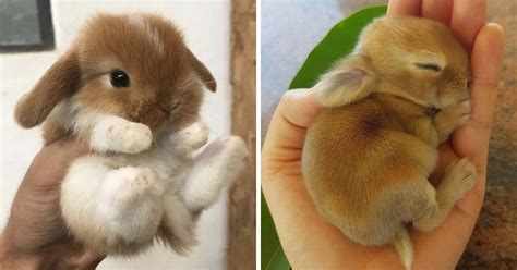 30+ Adorable Bunnies to Put You in the Easter Spirit / Bright Side