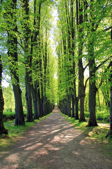 Free Images : tree, nature, leaf, sidewalk, flower, green, autumn, park ...