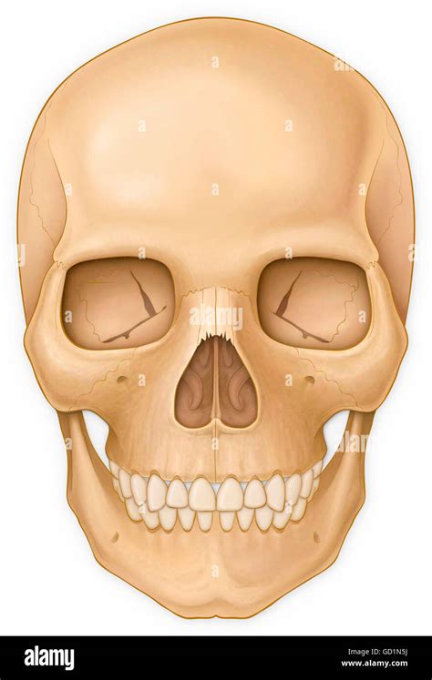 Skull Anterior View Stock Photos & Skull Anterior View Stock Images - Alamy