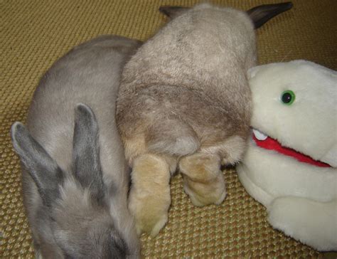 Once Upon a Bun | Caitlin Sweet