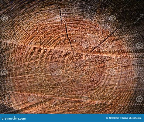 The Texture of the Core Tree Stock Image - Image of wood, circle: 48078209