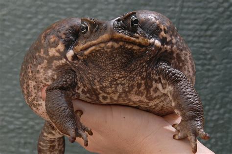 amphibians toads eat  angel singleton blog