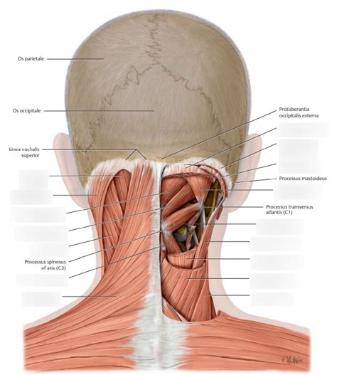 Muscles of posterior neck Diagram | Quizlet