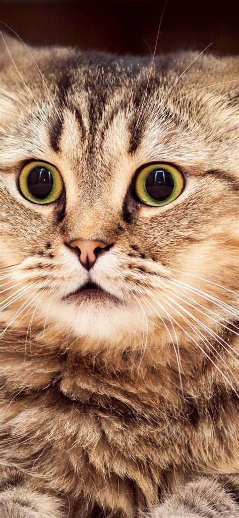cat wallpapers  images wallpapercat