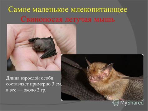 Презентация на тему: "Внеклассное мероприятие по биологии Арефьева Н. В ...