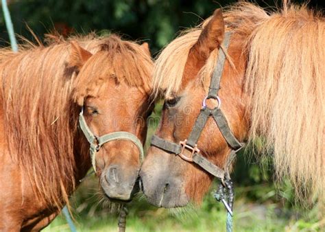 Two pony stock image. Image of gesture, animal, brown - 61585283