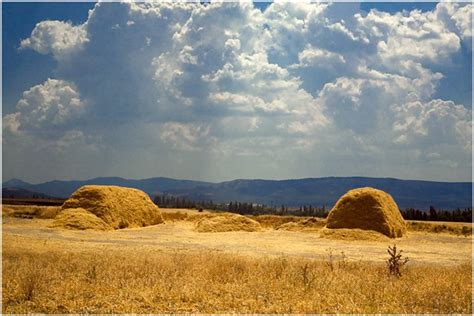 Фото Снопы в поле