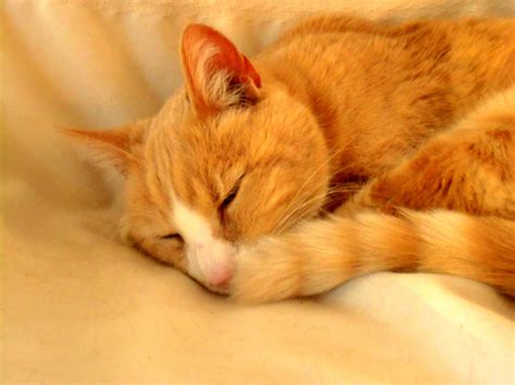 Norwegian Forest Kitten Orange