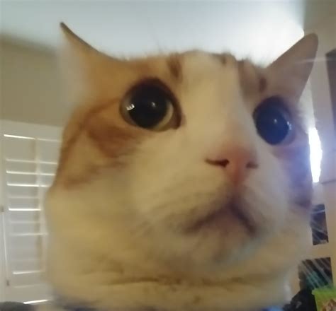 Amazed Cat Meme