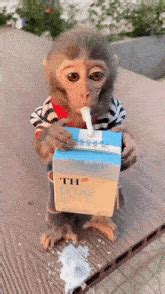 funny monkey pictures gif memes infoupdateorg