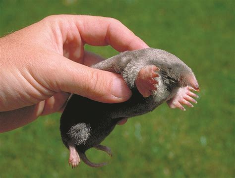 medicine moles    northwest connection