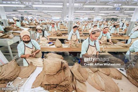farmers prepare tobacco harvest stock  high res pictures