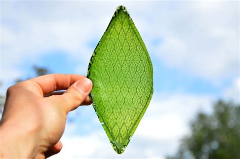 Bionic Leaf Turns Sunlight Into Liquid Fuel | Manufacturing.net