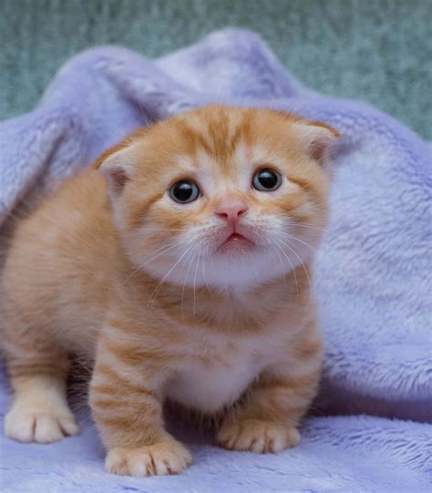munchkin cat enjoying  lazy day wallpaper wallpaperscom