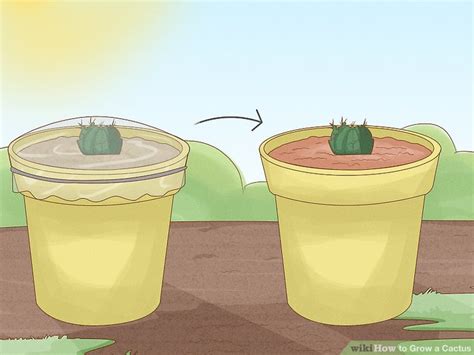 grow  cactus  steps  pictures wikihow