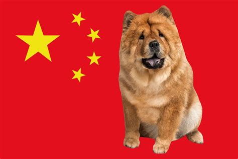 10 Chinese Dog Breeds and Their Histories | Reader's Digest