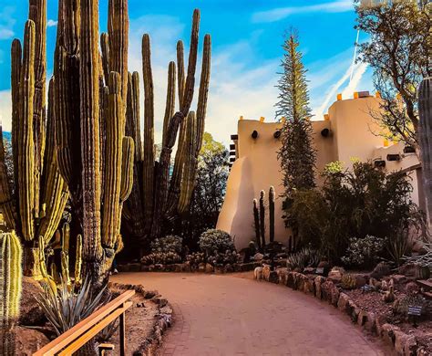 A Must - See Plants At Desert Botanical Gardens | Plantly
