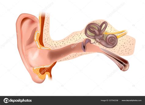 anatomy  human ear outer ear middle ear   ear medical