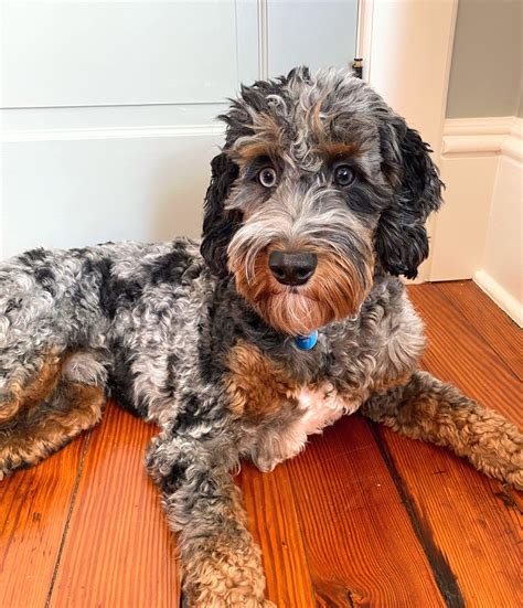 Who's Expecting? Upcoming Litters... - NY Dandy Doodles
