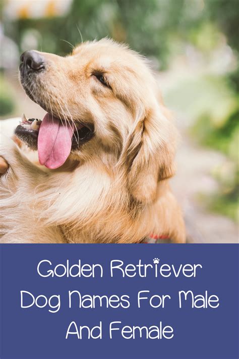 amazing golden retriever dog names artofit