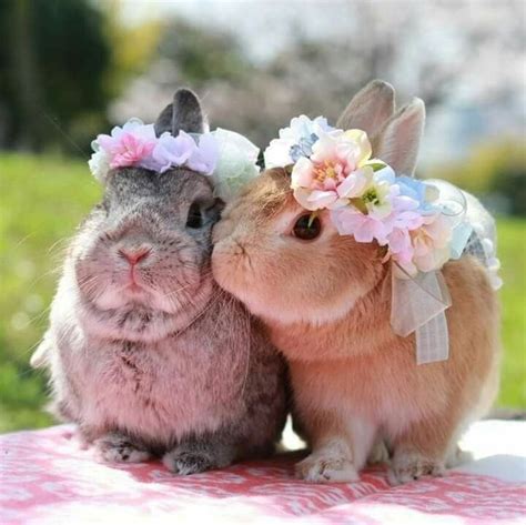super cute baby bunnies