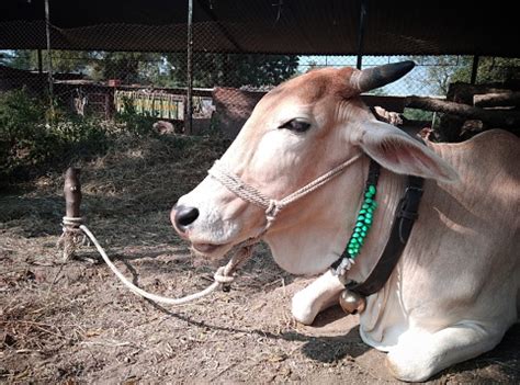 wajah sapi wajah samping sapi hd gambar berkualitas tinggi sapi