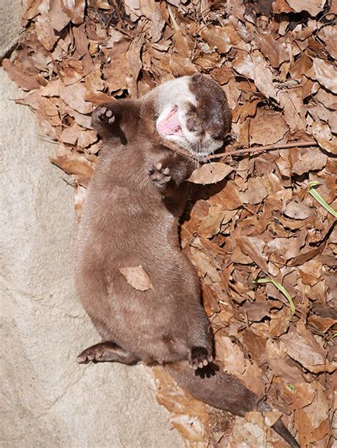 Little Otter Delights in This Collection of Dry Leaves — The Daily Otter