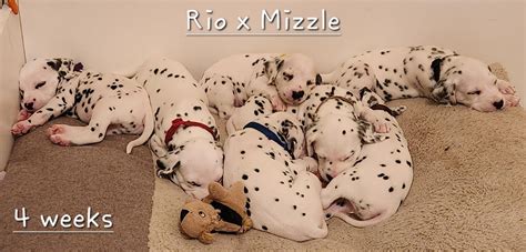 Dalmatian Puppies For Sale