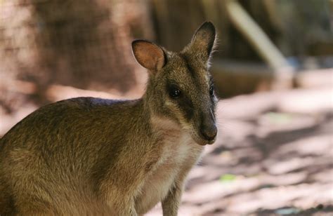 Animals Native To Australia