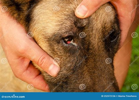 how to get hair out of dog's eyeball
