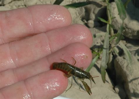 Steven outside: crayfish