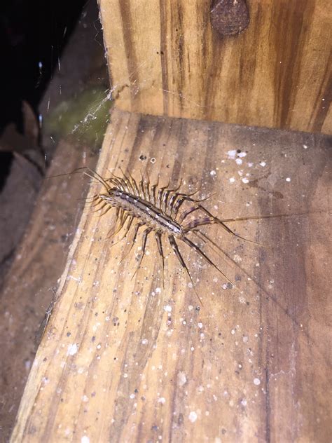 Centipede and millipede pictures and facts - gsserre