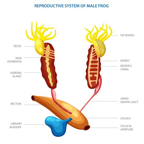 Female Urogenital System Of A Frog