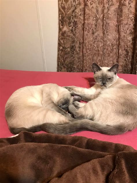 M&M Cattery | Gadsden AL